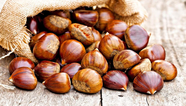 Divulga&ccedil;&atilde;o Setorial &ndash; Castanha